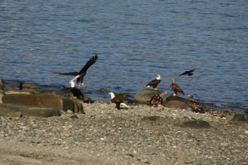 062404 Haines AK (10072)